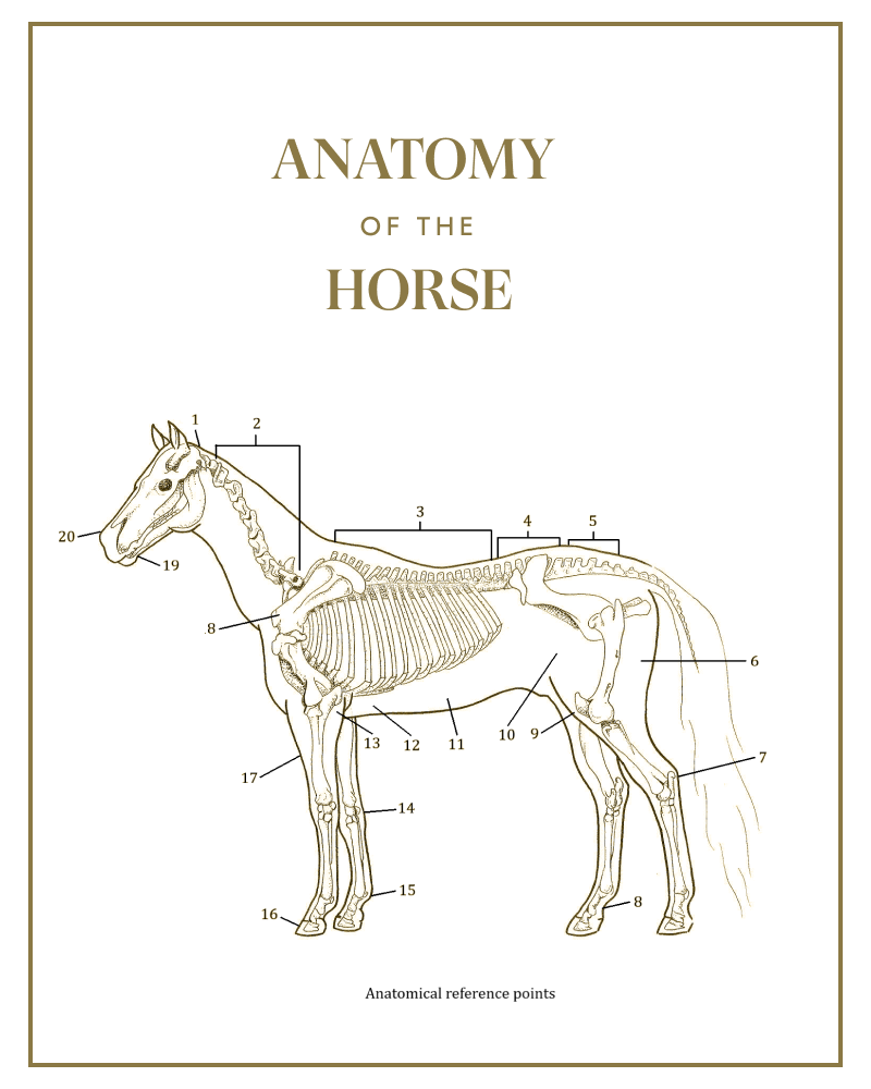 Anatomy of a the horse diagram