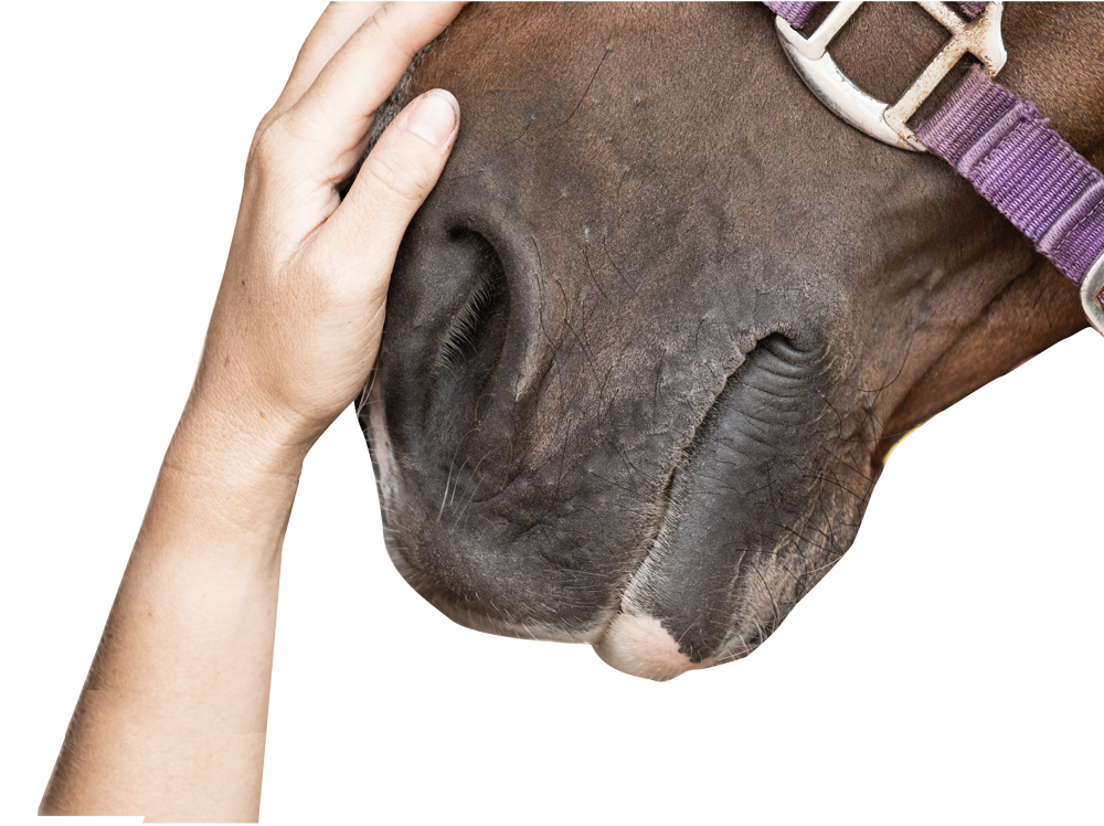 Image of hand on horses nose.