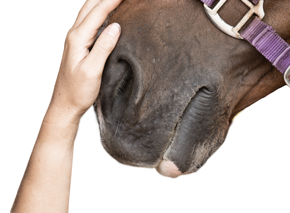 Image of hand on horses snout